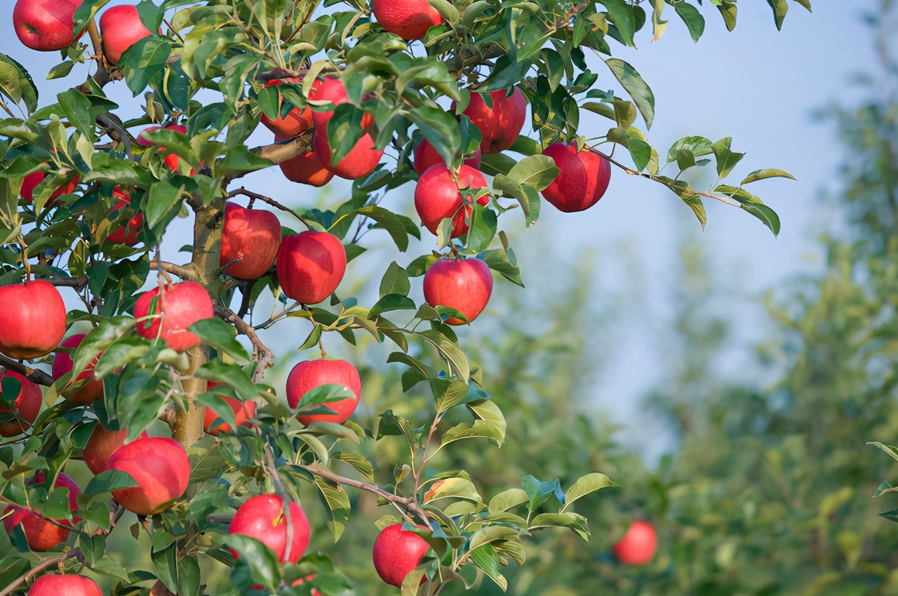 苹果大小年是怎么回事？如何改善？花芽分化是关键
