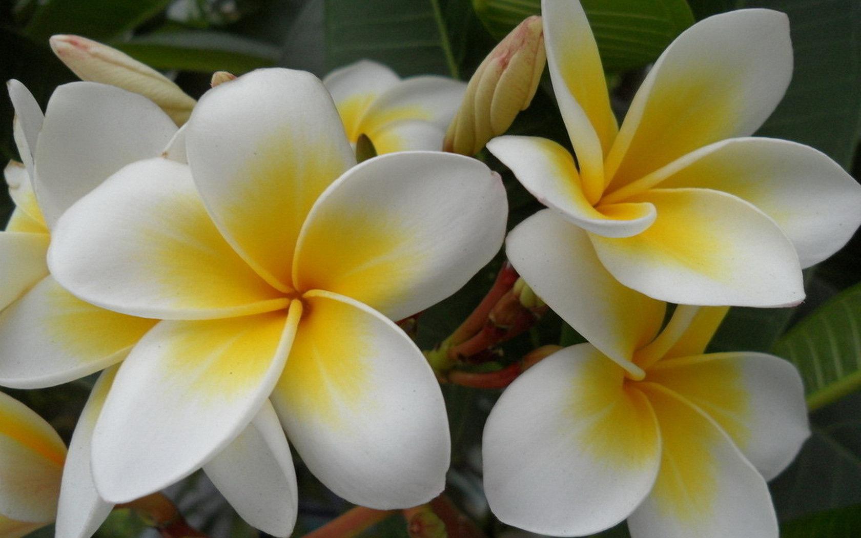 乳白鲜黄馨淡雅，传统良药鸡蛋花