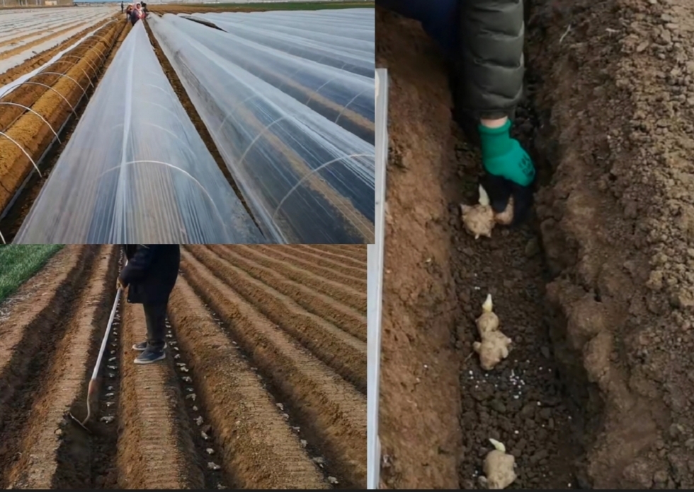 给你一套种植生姜的方法 让你有个非常好的收益 乡村小华168 Mdeditor