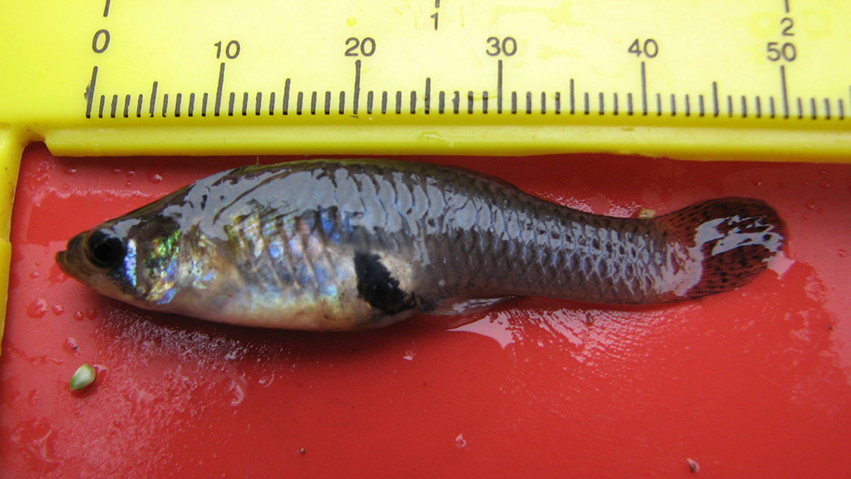 食蚊鱼已发生变异一年繁殖5次能吞下罗非鱼