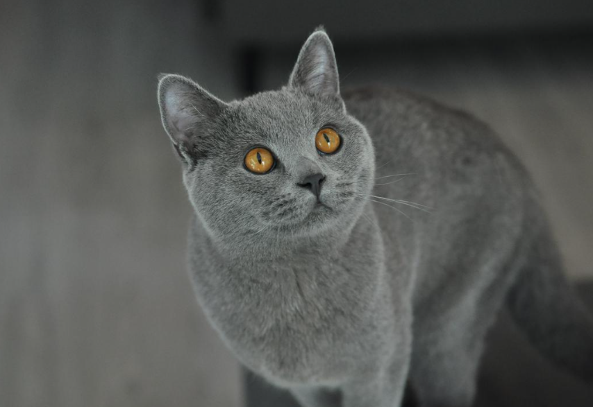 怎么才能养好“英短猫”？快来看看这篇文章