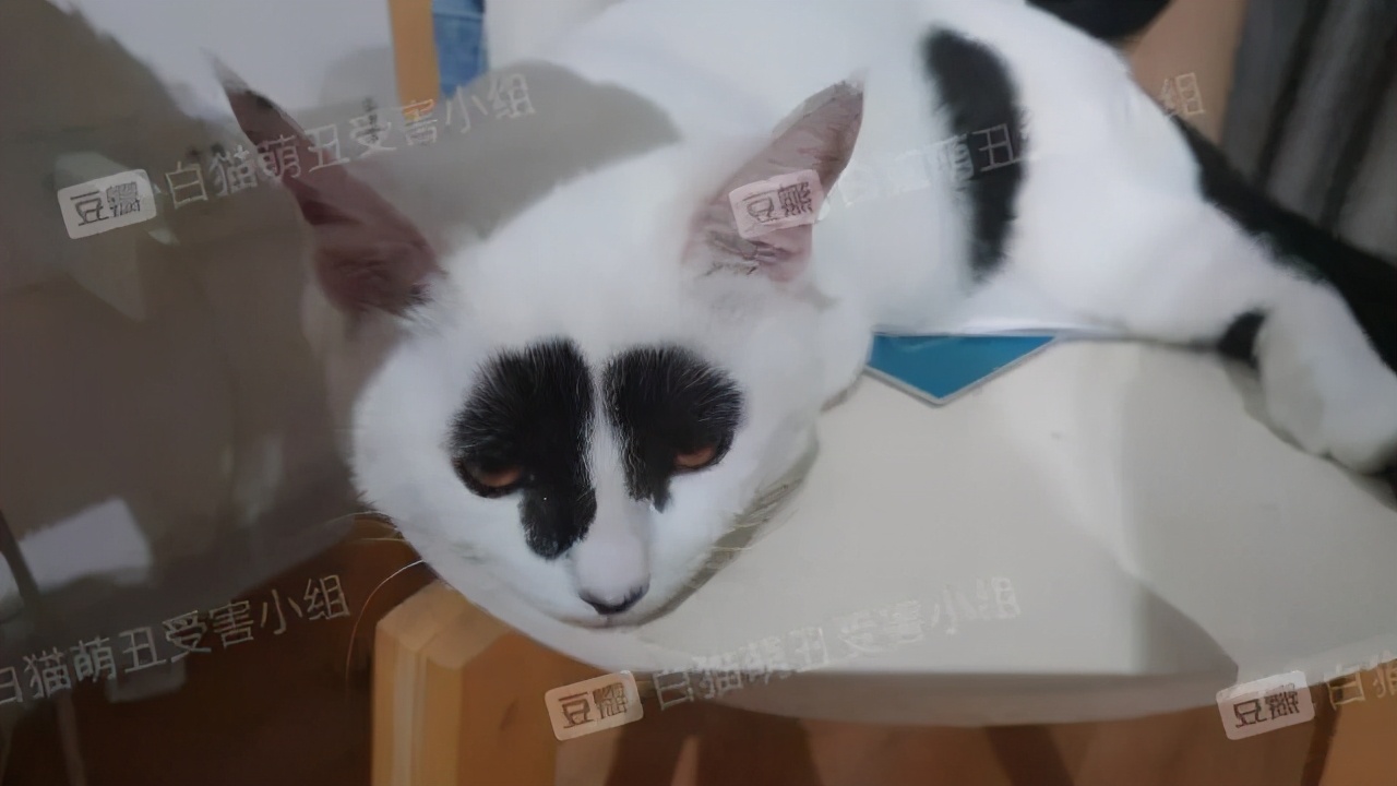 救命 我家的猫越长越丑了 每日豆瓣 Mdeditor
