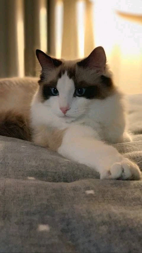 因為金希澈不推薦領養遺棄犬發言，LISA花錢買的動物也成熱議對象