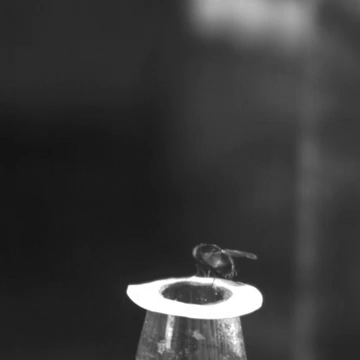 為何蒼蠅那么難拍？運(yùn)動感知比人眼快6倍，機(jī)動快50倍