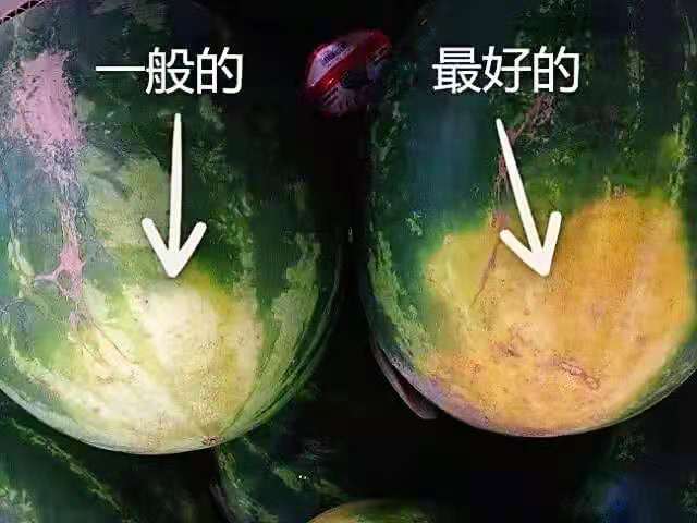 挑西瓜别拍来拍去惹人笑，瓜农：关键要看这3处，挑的瓜又沙又甜