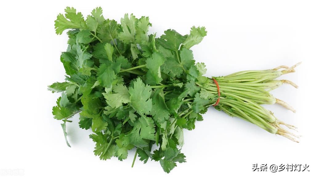Do you know the time and method of growing coriander?How can we grow