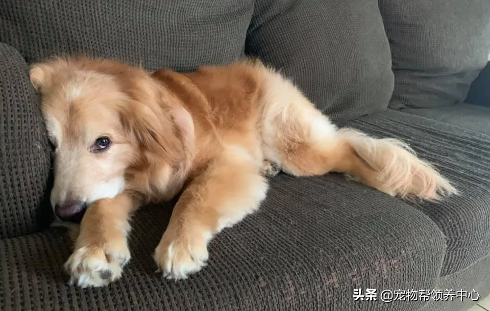 金毛因太凶要被安乐，男子勇敢收养后发现，它