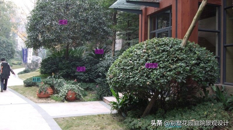 別墅庭院常用植物分享，附照片及名字標注（珍藏版）