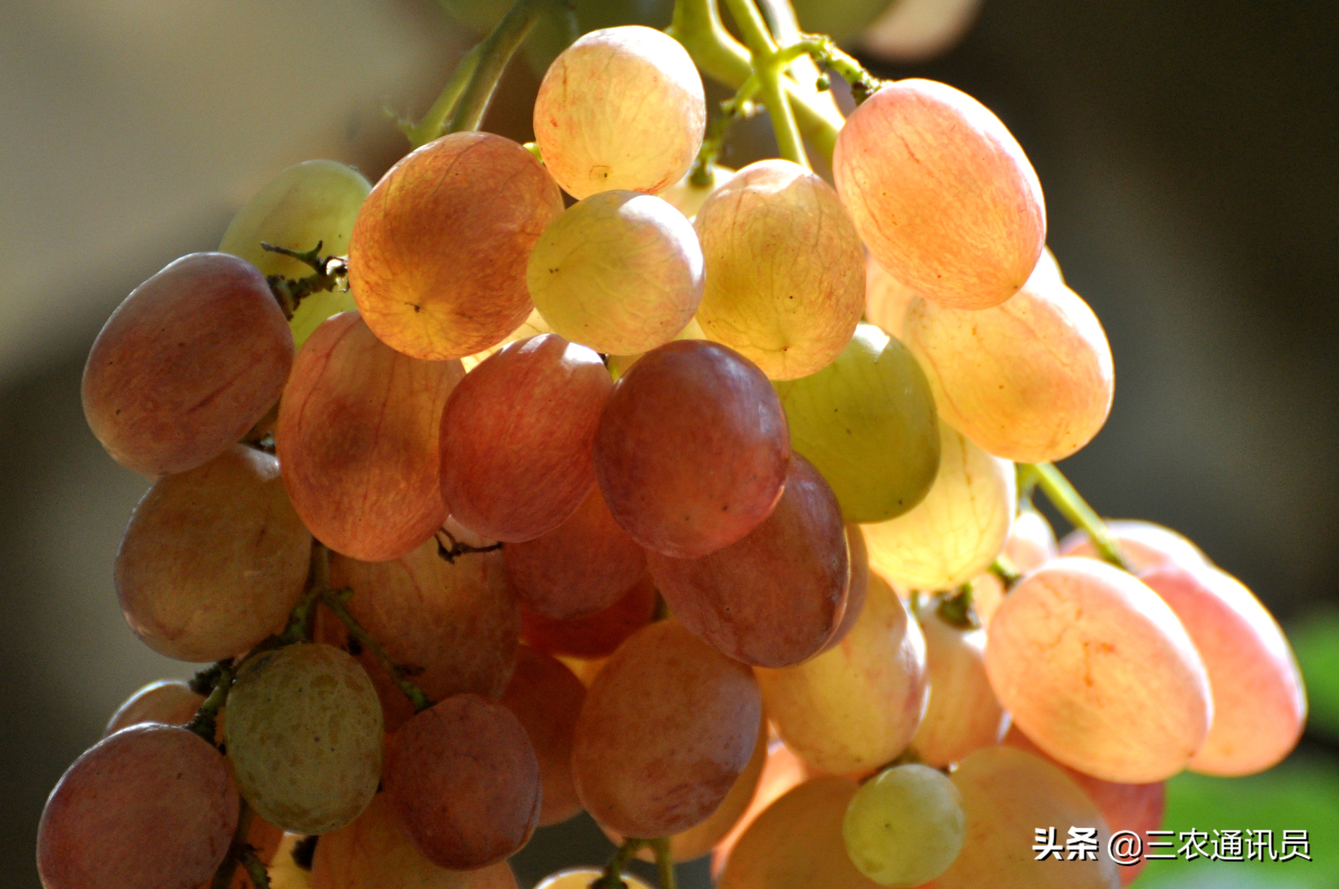 广西水果全国第一不简单，原因有这些