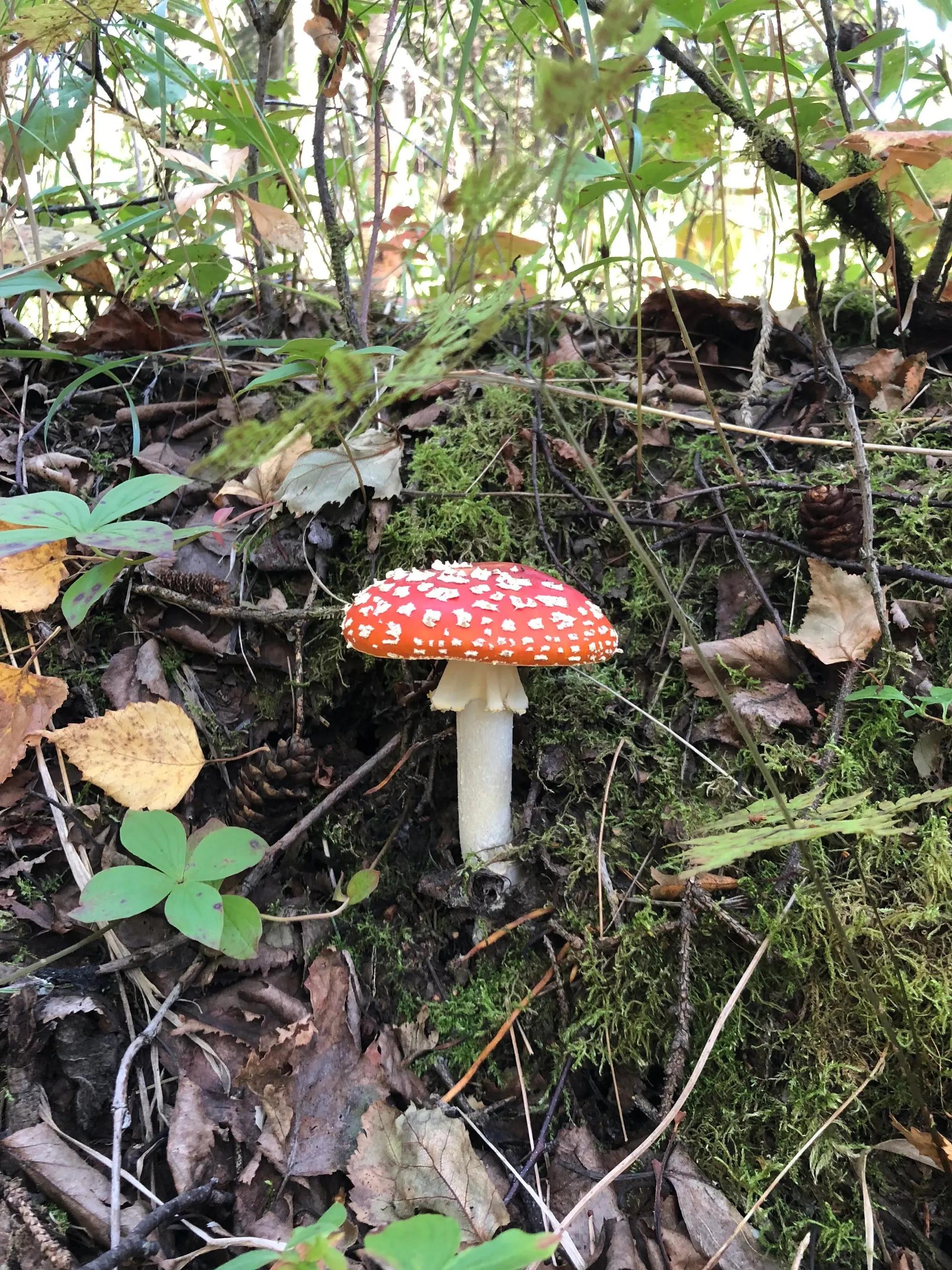 毒蠅傘蘑菇- morinoco create, image size:2000x2667