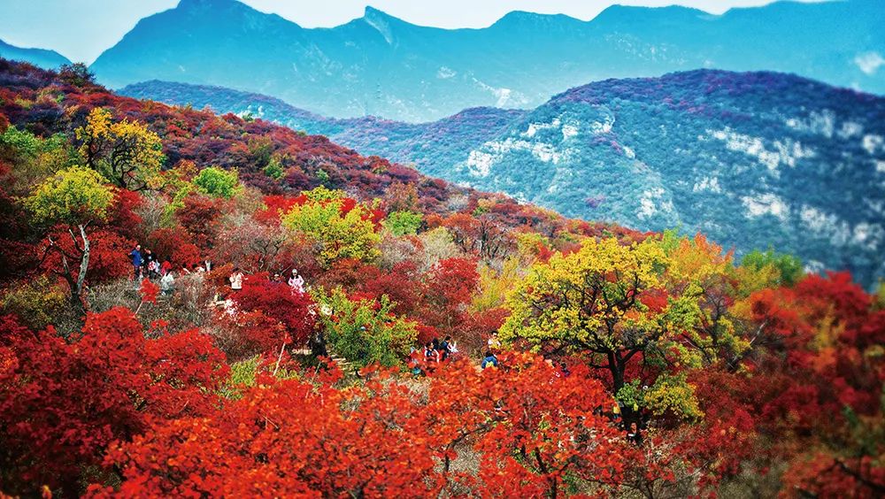 Simagou, Yaowang Valley, admire thousands of mu of red leaves, see the most beautiful autumn scenery, and keep the most beautiful autumn