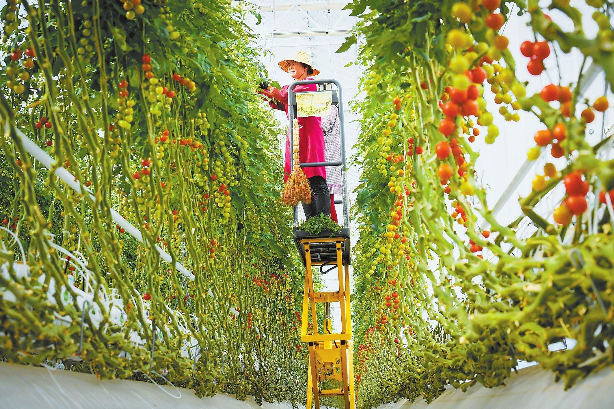 可以获得补贴的现代化连栋温室大棚可以做什么？一亩地造价多少