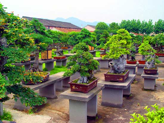 浙江旅游：走进生态旅游区滕头村（图）