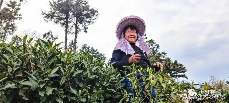 清明茶开采啦！捎来了春天的第一口鲜~