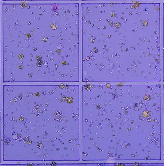 植物单细胞8连发，欧易生物原生质体分离获得重大突破