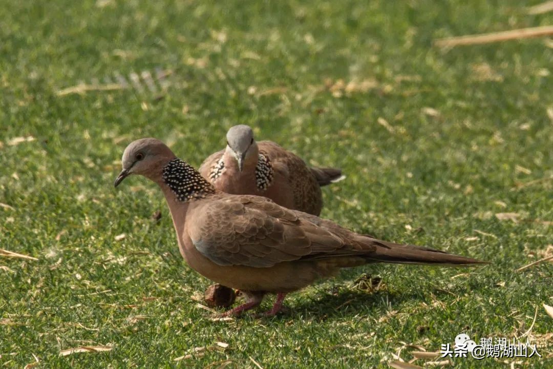 一對珠頸斑鳩的愛情生活 資訊咖 一對珠頸斑鳩的愛情生活 資訊咖