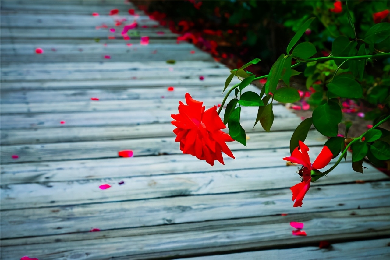 冬天旅行首选目的地，三亚吃喝玩乐全攻略，给你最悠闲的海岛时光