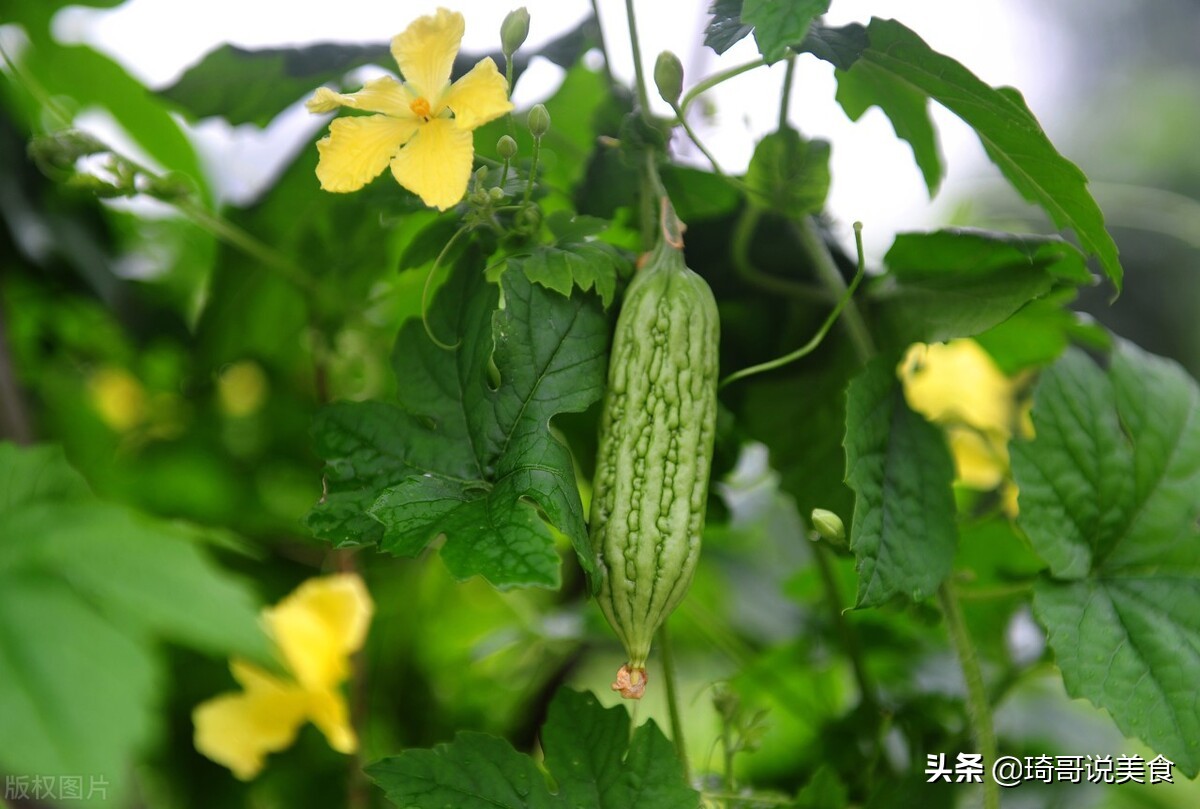 芒种将至，记得吃2菜1肉1豆-第1张图片-农百科