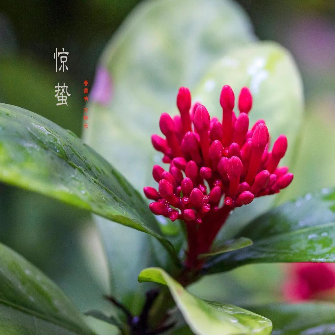 雨催惊蛰候 风作勒花开，十二首惊蛰诗词，叫醒酣睡的春天-第17张图片-非凡网