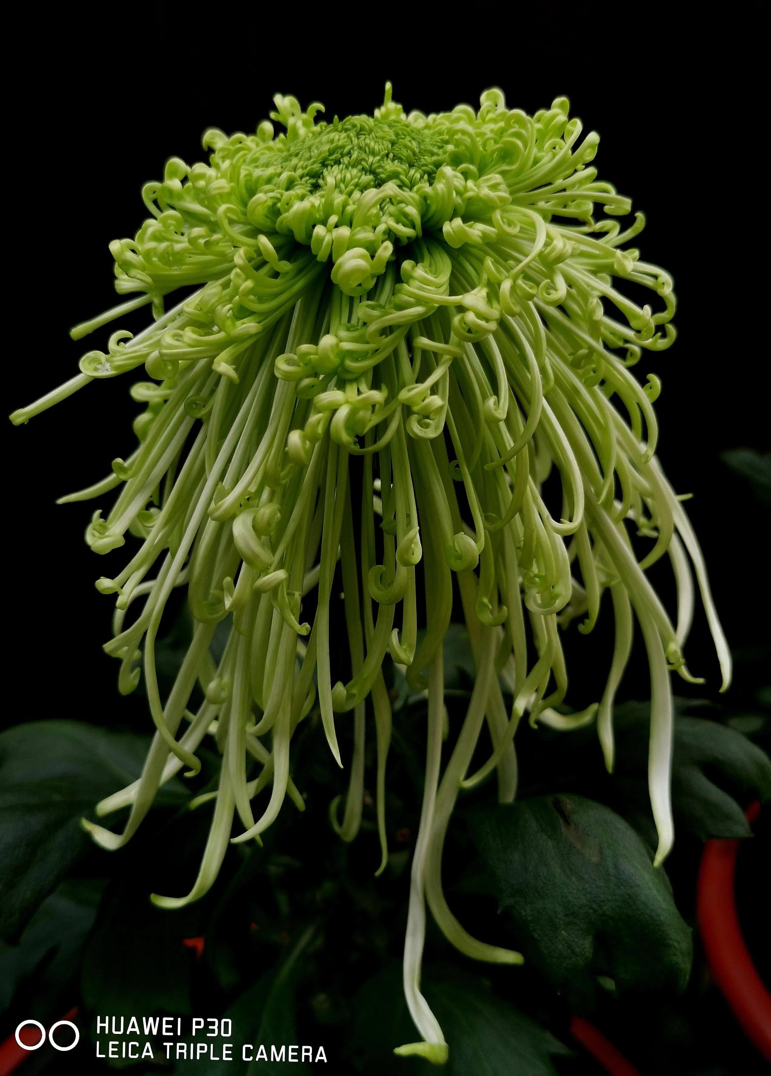 Hundred Years of Chrysanthemum Rhyme City iNEWS