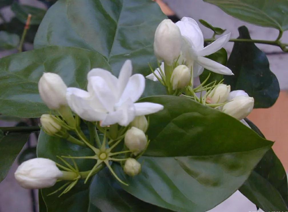 茉莉花冬天會凍死嗎？做好4點，順利越冬很輕松