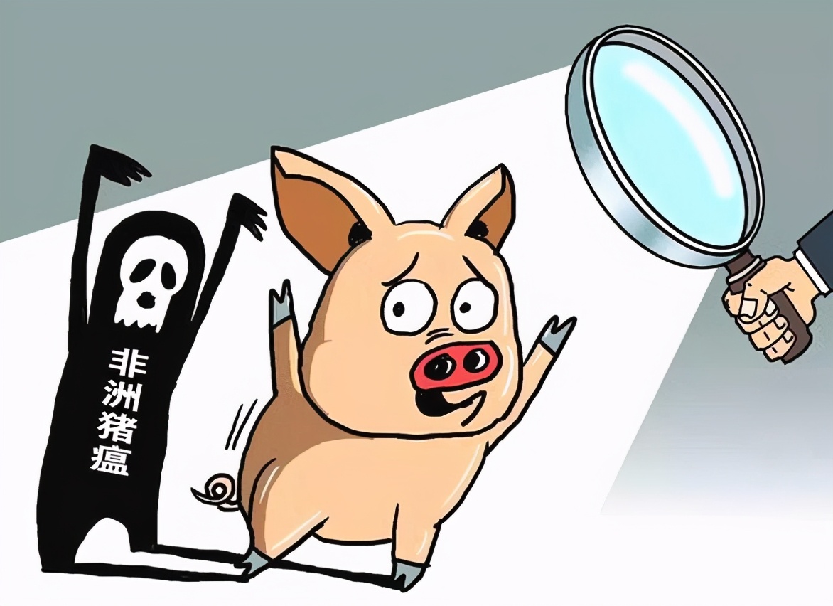 仔猪“无人问津”