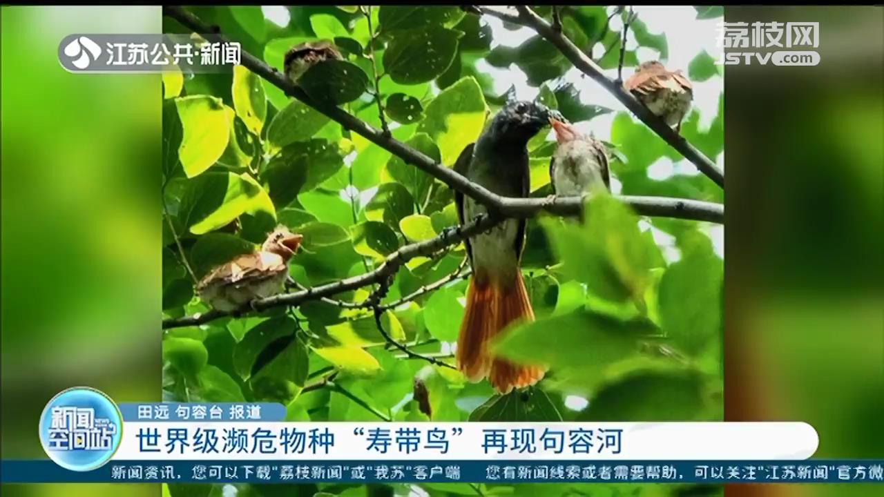 世界级濒危物种寿带鸟现句容河：意味着当地生态环境得到持续改善