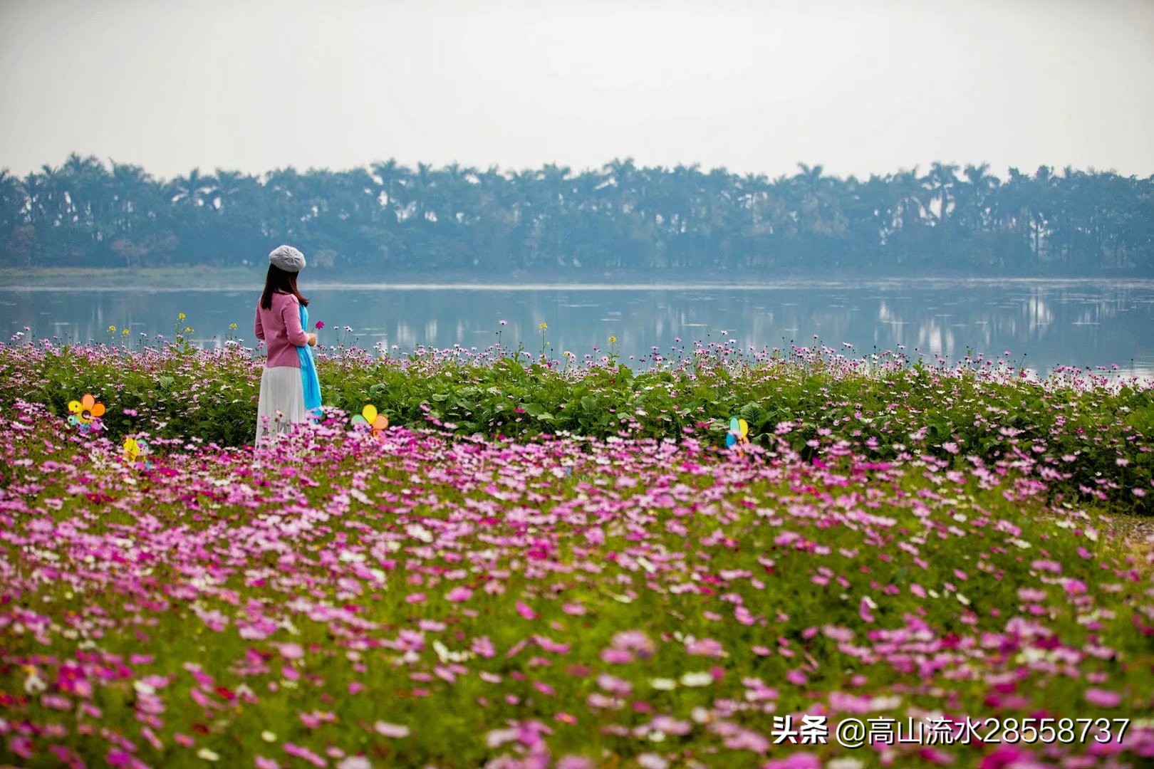 格桑花寓意是什么（生命力顽强的一种花有这么美好的含义）