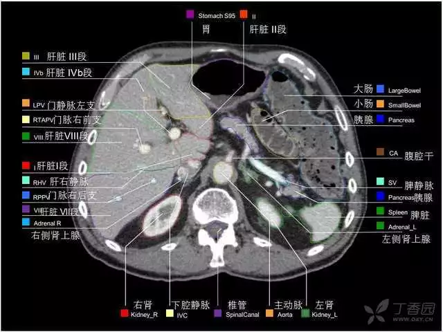 掌握这篇解剖，晋级腹部CT影像诊断高手（精细版）