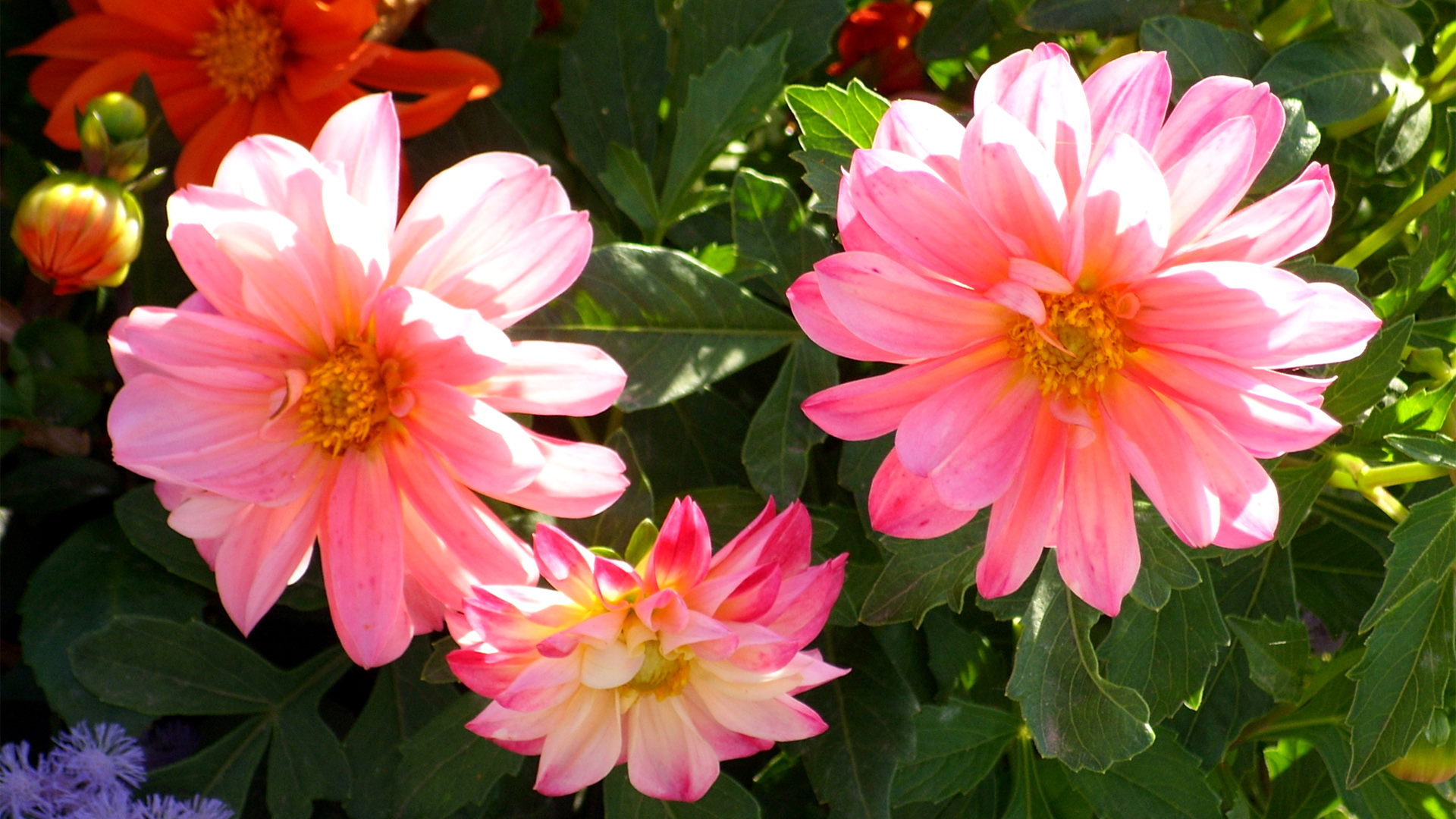 9月4日星座运势 坚定信念 胜利在望的四大星座 资讯咖