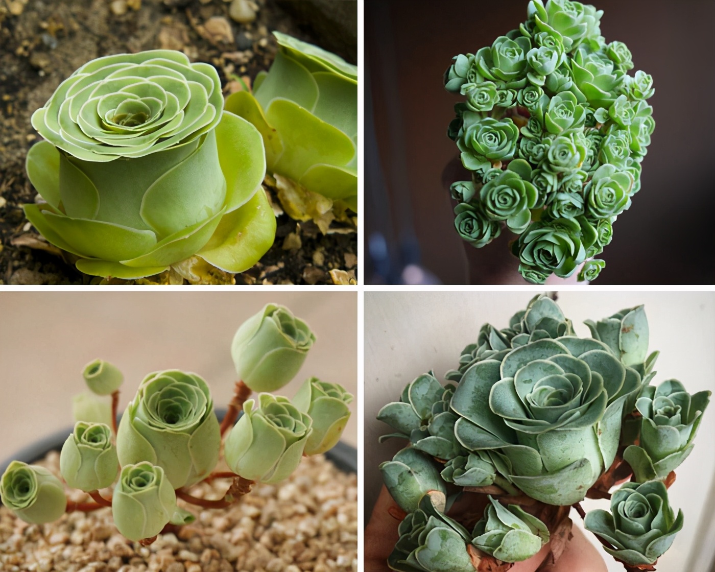 30种看上去像外星人遗失在地球的多肉植物 资讯咖