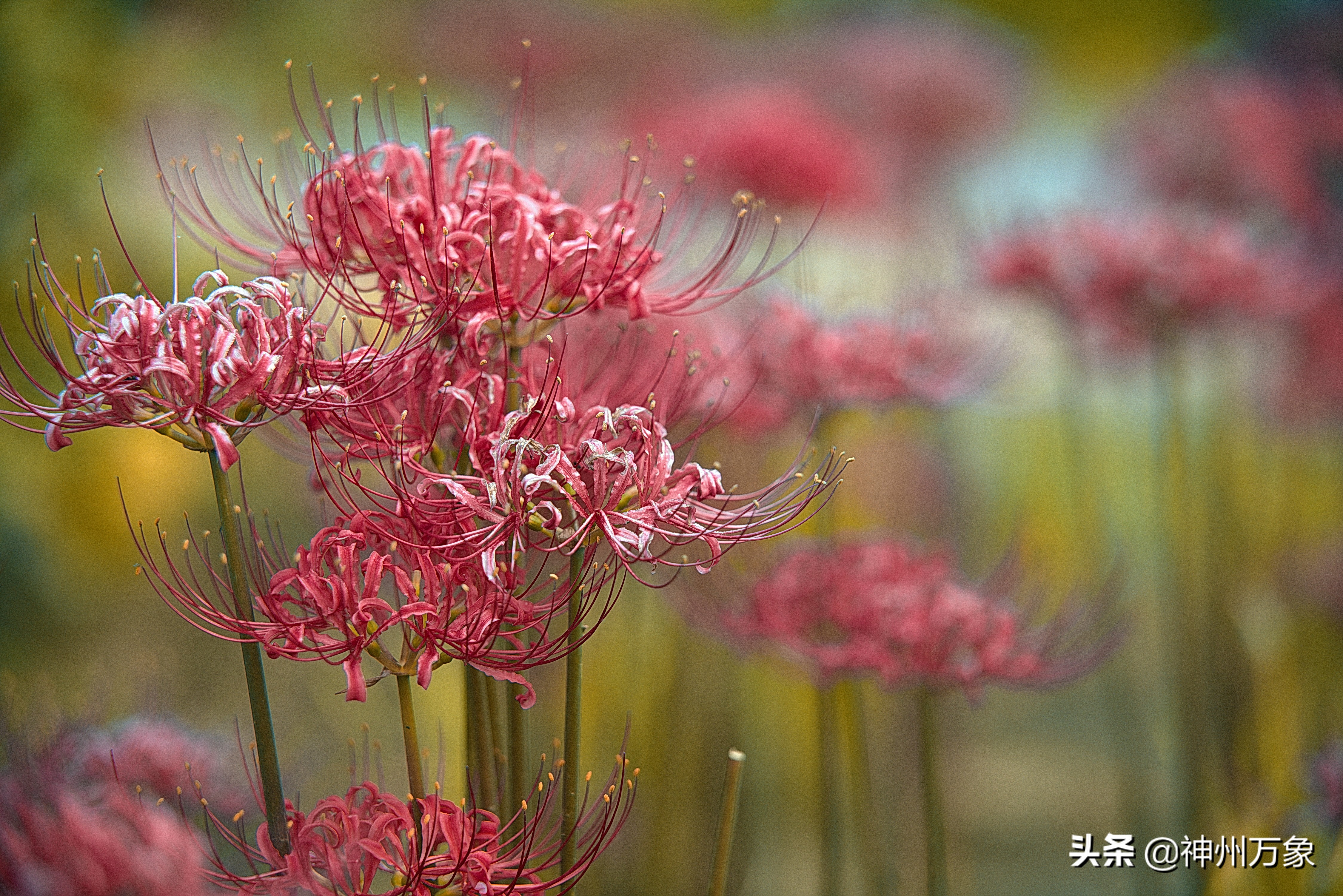 唯美摄影 彼岸花 资讯咖