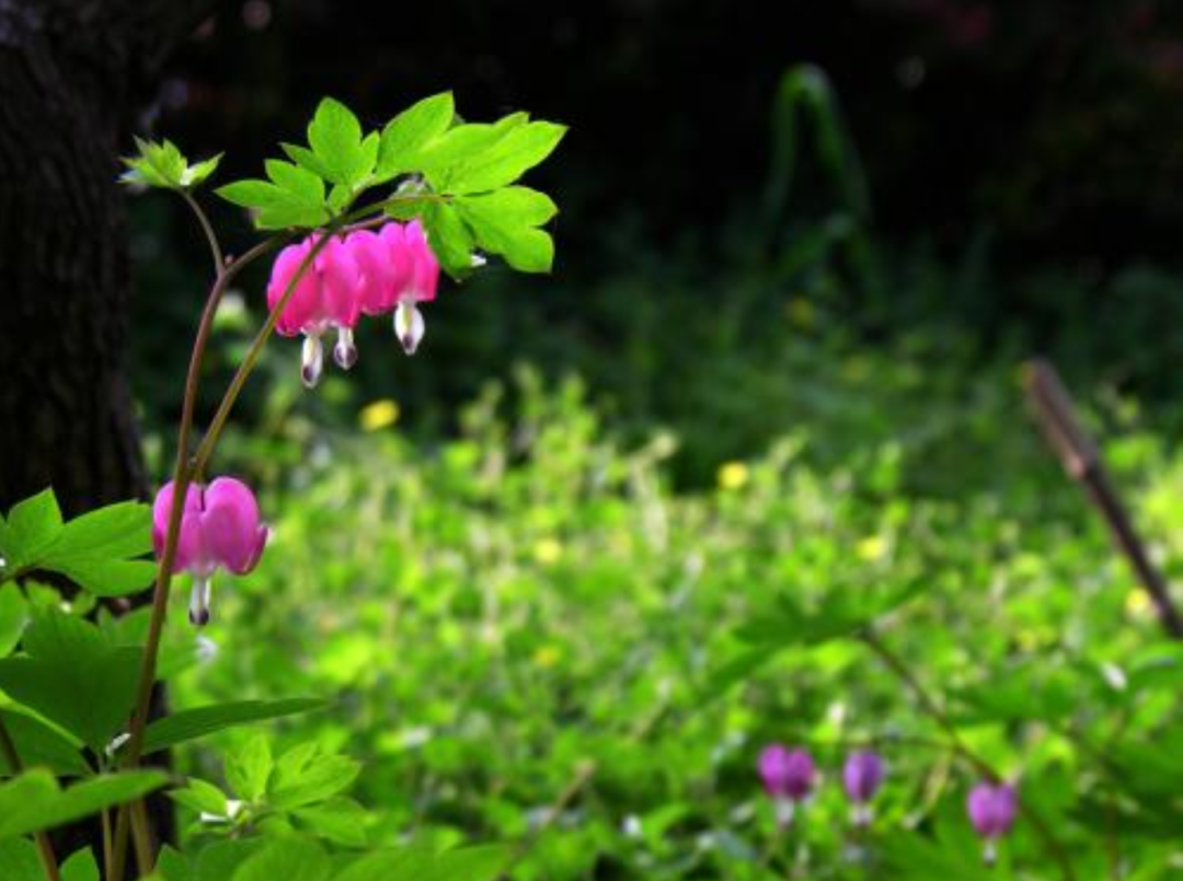「诗词鉴赏」十二首春词，共赏春天的美好