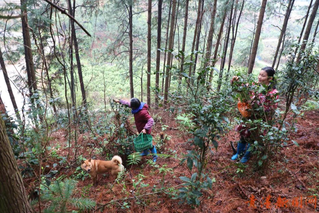 探访藏在高山云雾里的珍稀野生始祖茶