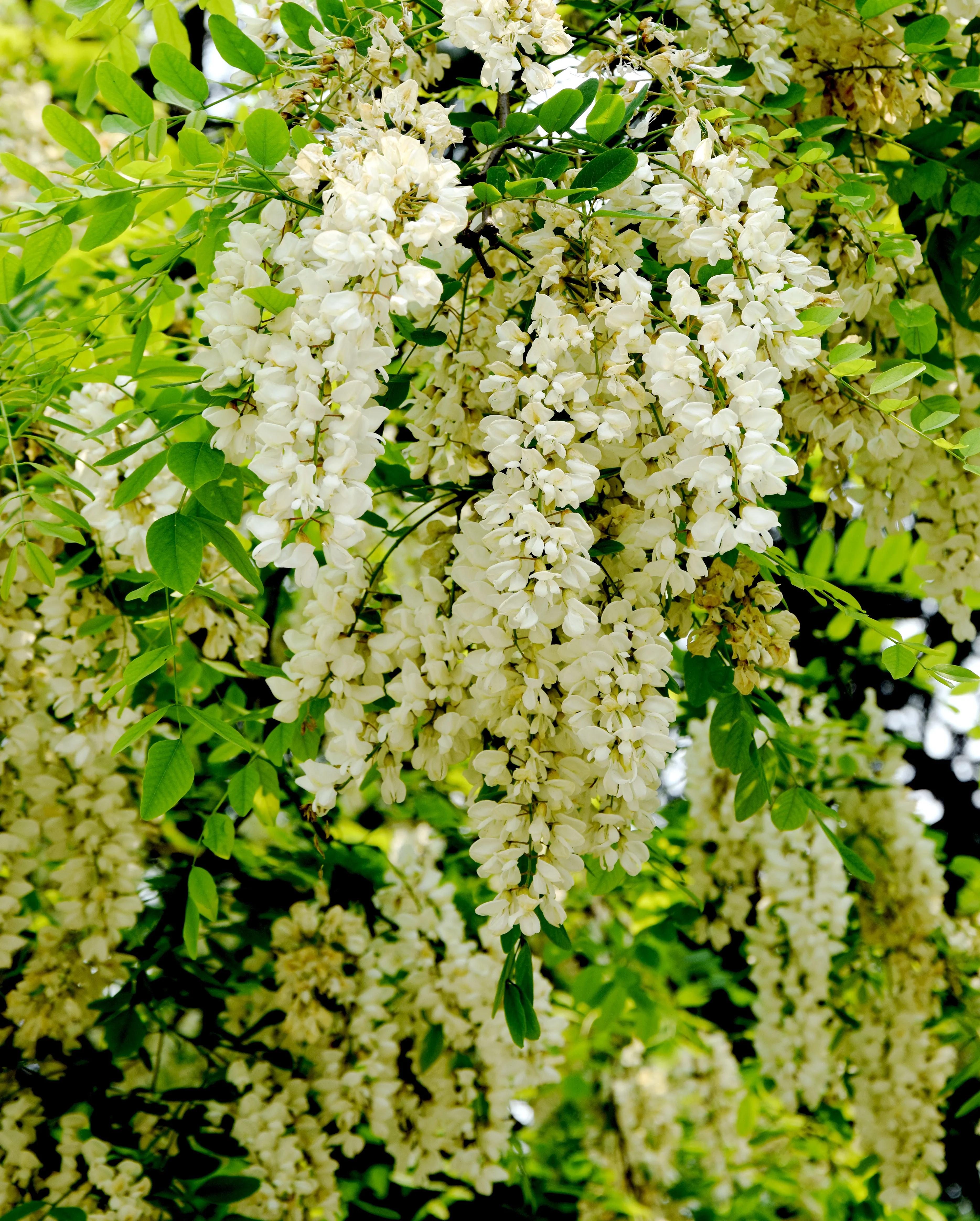 一年一度梓木花开 让美留下 Mdeditor