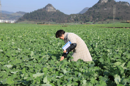 云南省罗平县：百万亩油菜丰收在望