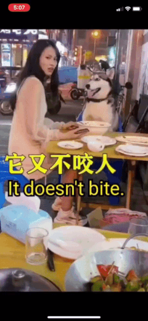 这是我见过认错态度最好的狗子！这屁股撅的_搞笑gif-力太大单身狗表示养我好了！