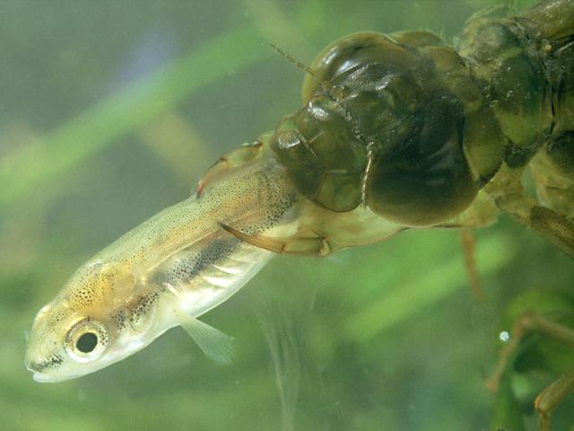 水虿捕食小鱼,但大鱼捕食它在漫长的稚虫阶段,水虿主要以孑孓,水蝇等