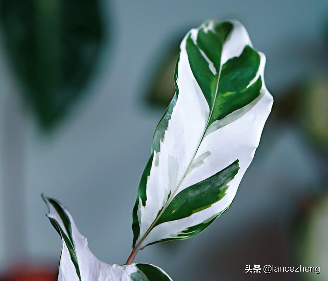 油画竹芋怎么养都焦边 快来看看问题出在哪里 资讯咖