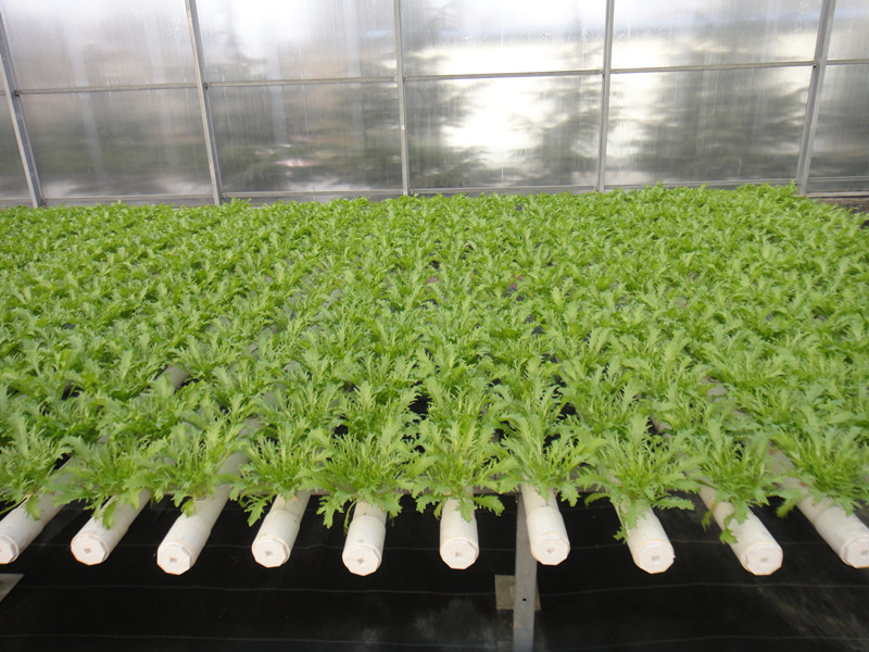 可以获得补贴的现代化连栋温室大棚可以做什么？一亩地造价多少