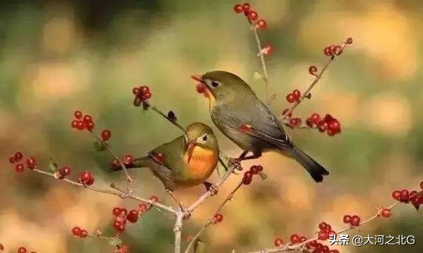 300多种鸟叫声世界上叫声最好听的10种鸟