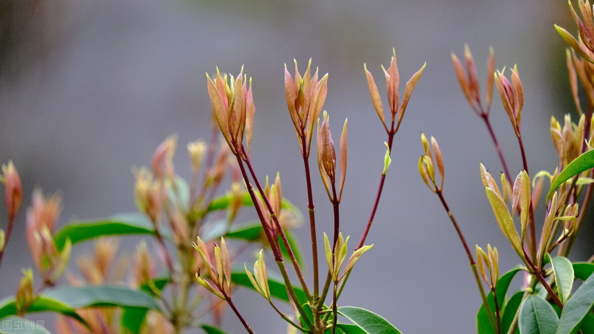 春分吃芽，5種�春芽�可多吃，2種�毒芽�不能吃，健康最重要