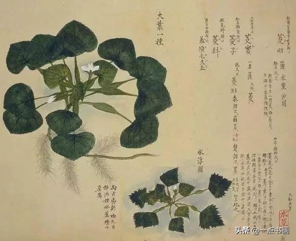工笔花卉植物写生要领