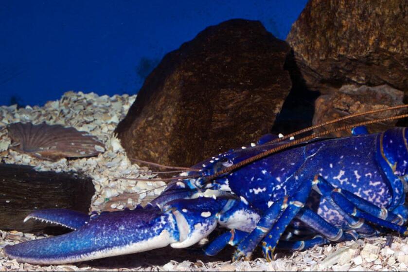 The most expensive lobster in the world, there is only one lobster for every 2 million lobsters