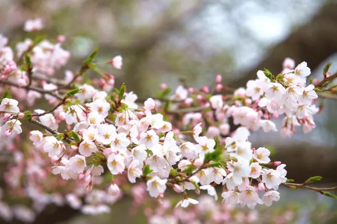 2021信陽雞公山櫻花花海文化旅游節，2月26日盛大迎客