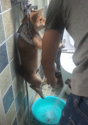 猫咪：抖音上你的身材和实际上你的身材，简直不能太现实