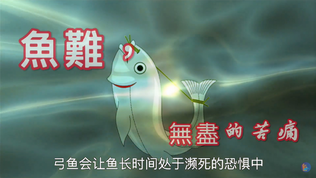 福建省省级非遗技艺——弓鱼：鱼被掰弯后可以活得更久