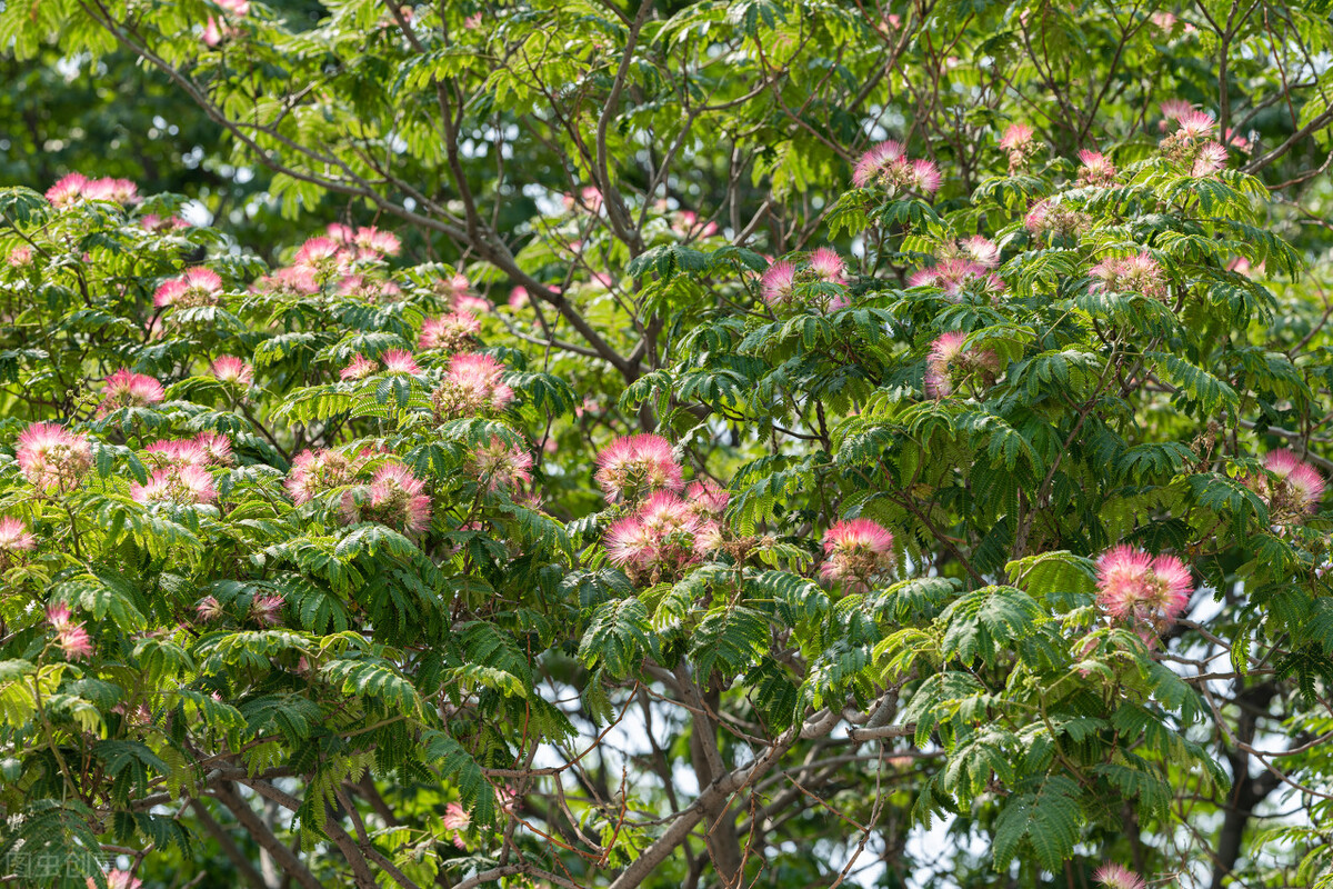 Alpeza Tree Why is albizia tree called