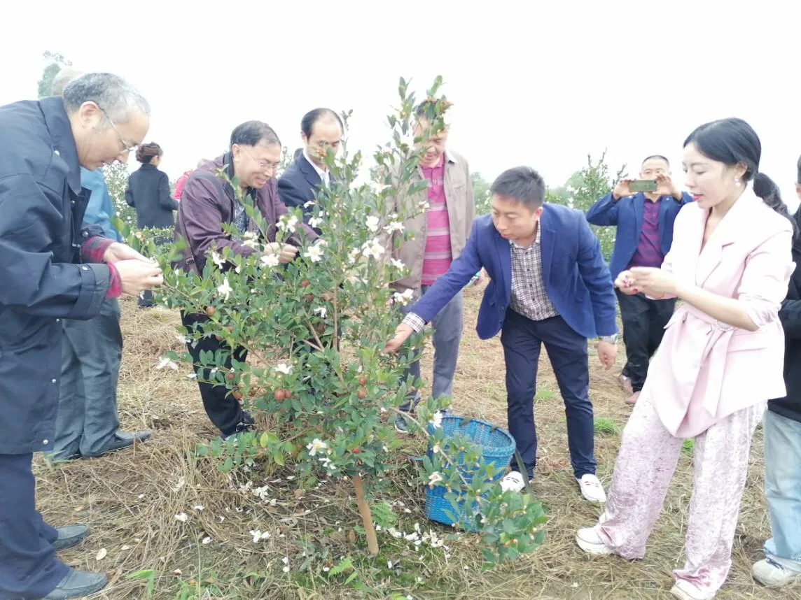 杰心集团第二届油茶采摘节举行 产业引领助农增收