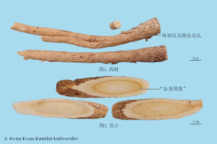 常见中药传统鉴别术语（二）